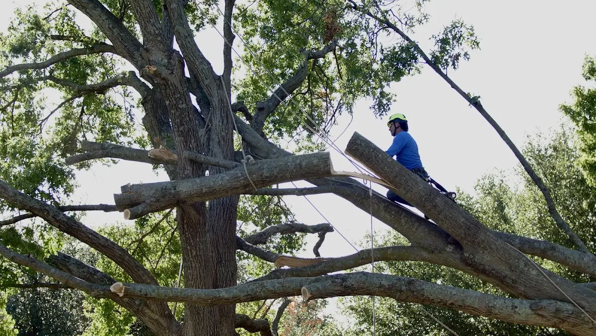 Professional Hazardous Tree Removal performed by certified arborists in Jonesboro