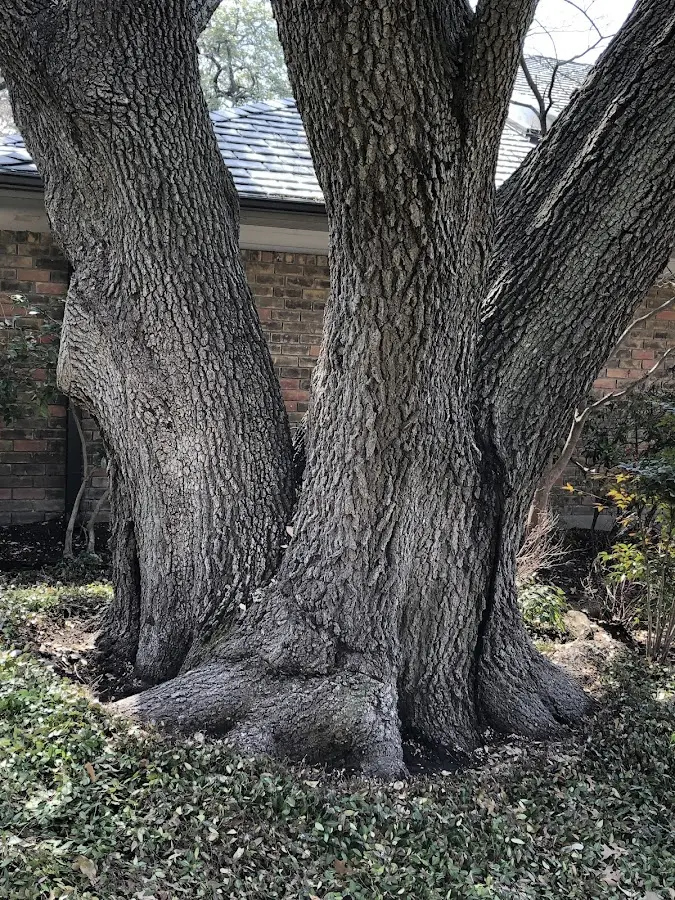 Mature heritage tree close to a Jonesboro property cared for by certified arborists